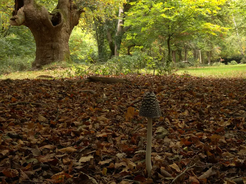 Burnham Beeches, north of Slough